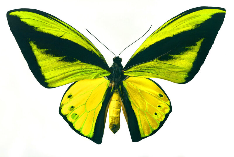 Yellow and Black Butterfly — Calm, Photograph, Wings, Antennae
