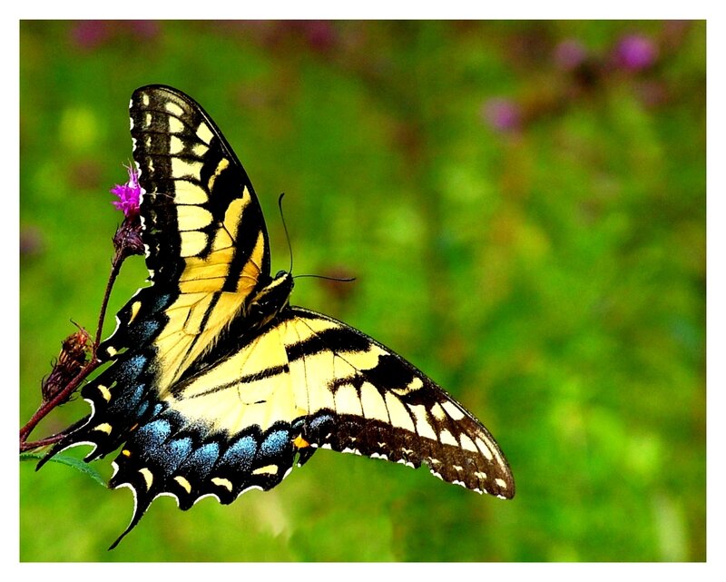 Yellow and Black Butterfly — Calm, Summer, Photograph, Flower