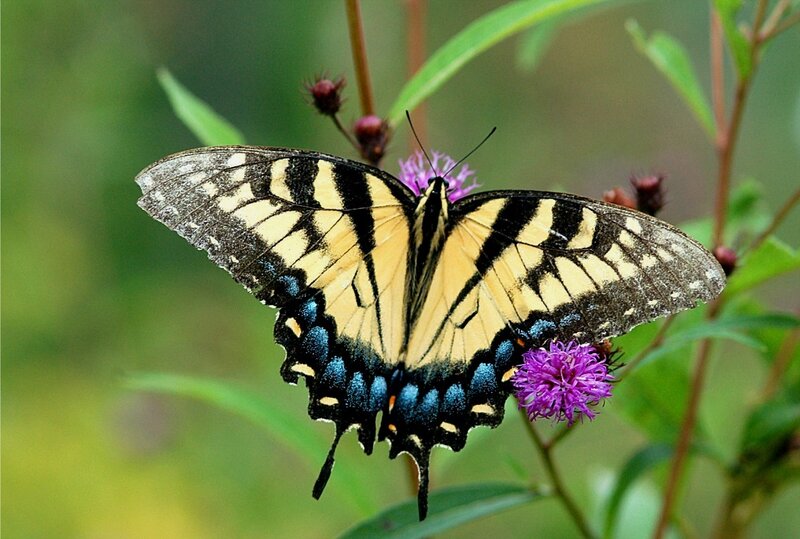 Yellow and Black Butterfly — Calm, Summer, Photograph