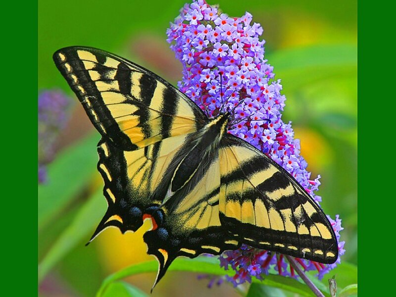 Yellow and Black Butterfly — Calm