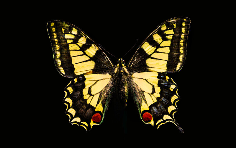 Yellow and Black Butterfly — Dramatic, Photograph