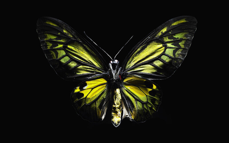 Yellow and Black Butterfly — Dramatic