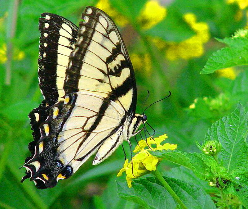 Yellow and Black Butterfly — Green, Calm, Afternoon, Photograph