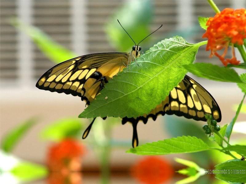 Yellow and Black Butterfly — Green, Calm, Afternoon