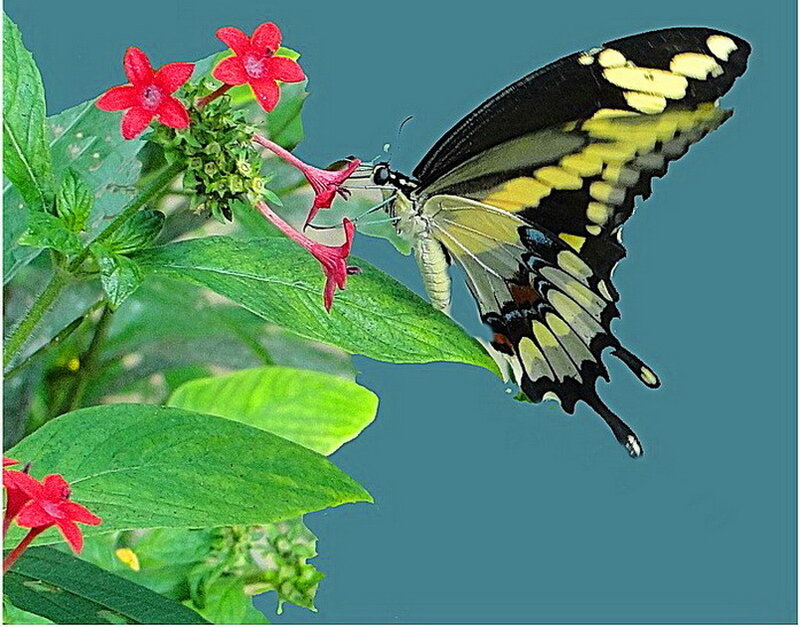 Yellow and Black Butterfly — Green, Calm