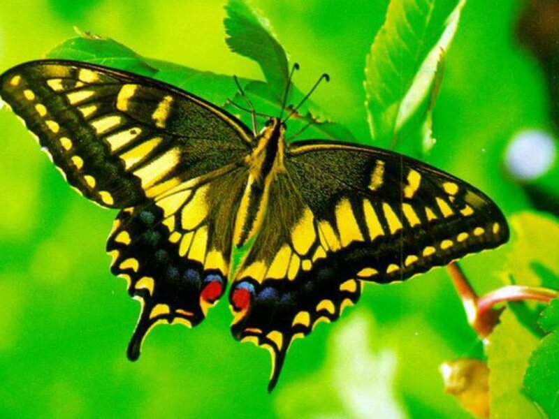 Yellow and Black Butterfly — Green, Natural, Afternoon, Photograph, Green Leaves, Plant Stem