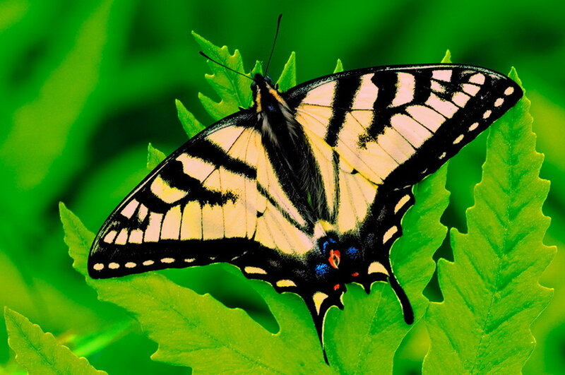 Yellow and Black Butterfly — Green, Natural, Photograph