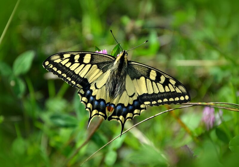 Yellow and Black Butterfly — Green, Natural, Summer