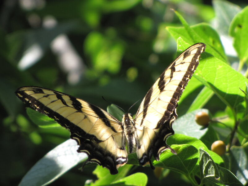 Yellow and Black Butterfly — Green, Natural