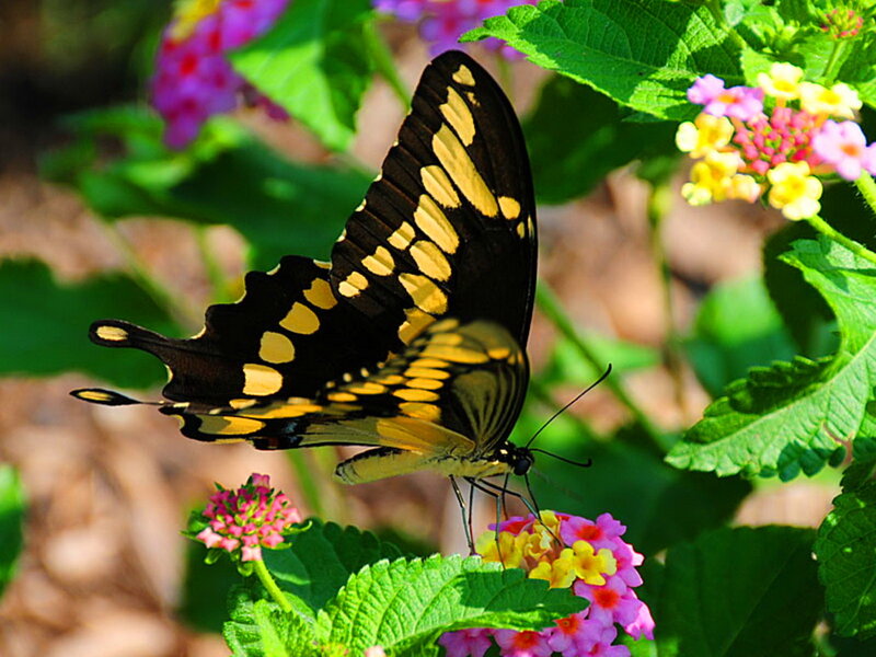 Yellow and Black Butterfly — Green, Serene, Afternoon, Photograph