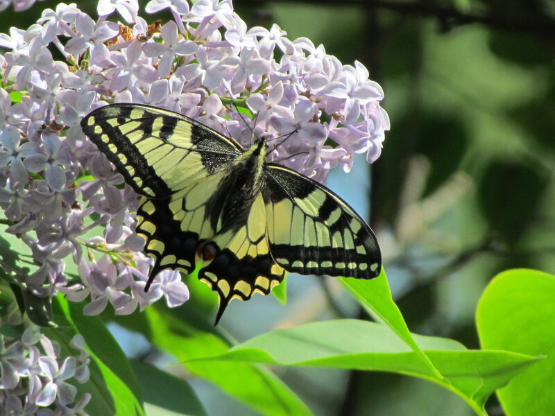 Yellow and Black Butterfly — Green, Serene, Summer
