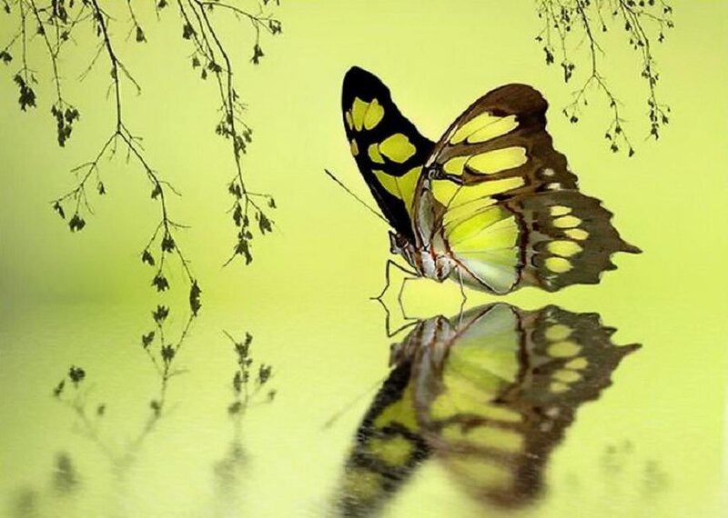 Yellow and Black Butterfly — Green, Serene