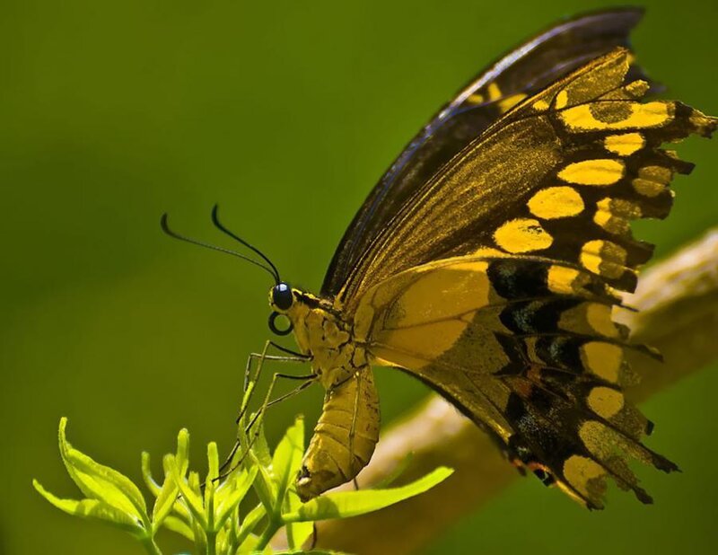 Yellow and Black Butterfly — Green