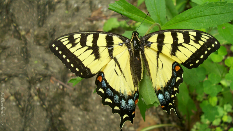 Yellow and Black Butterfly — Natural, Afternoon, Photograph, Green Leaves
