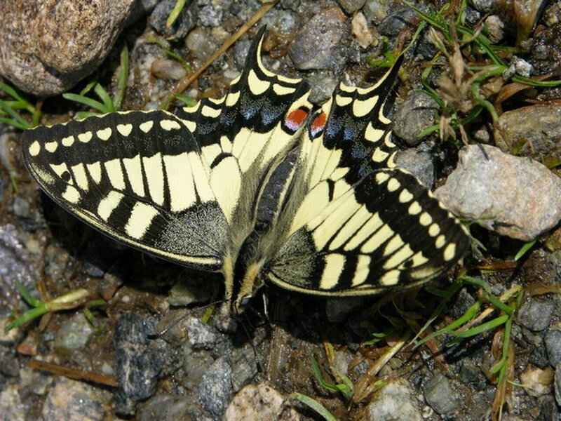 Yellow and Black Butterfly — Natural, Afternoon, Photograph, Rocks