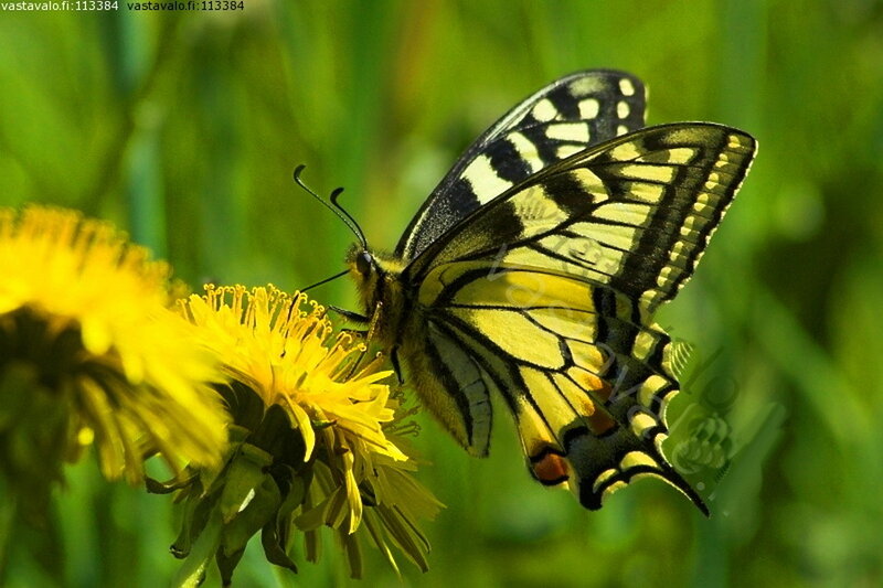 Yellow and Black Butterfly — Natural, Afternoon, Photograph