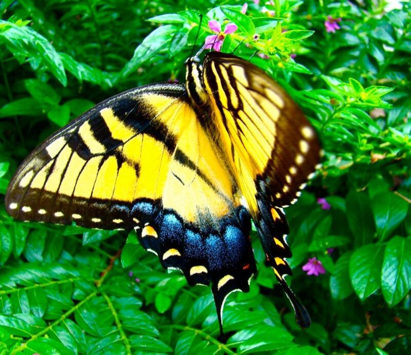Yellow and Black Butterfly — Natural, Afternoon
