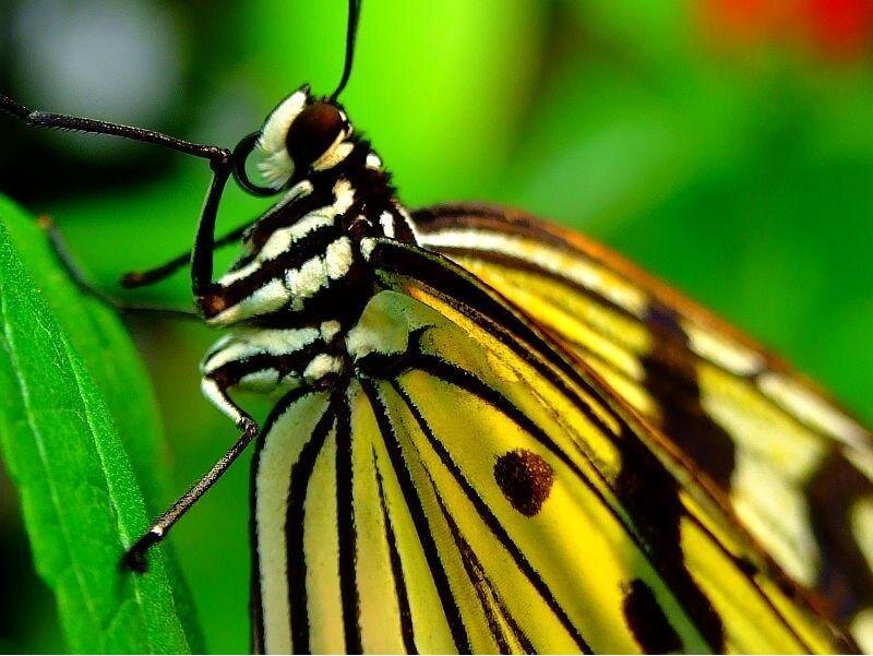 Yellow and Black Butterfly — Natural, Photograph