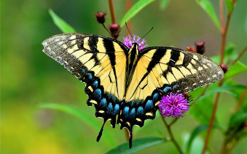 Yellow and Black Butterfly — Natural, Summer