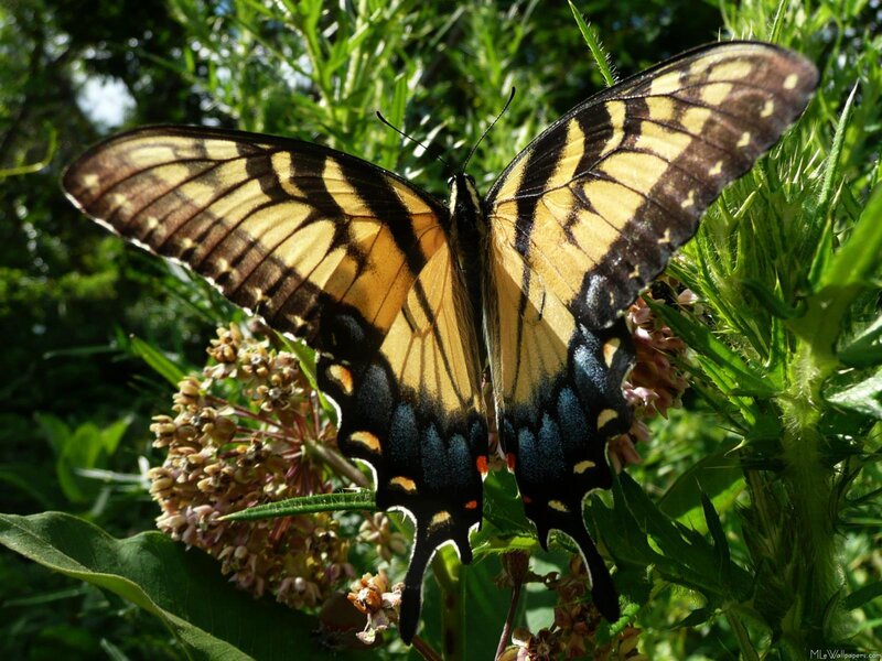 Yellow and Black Butterfly — Natural