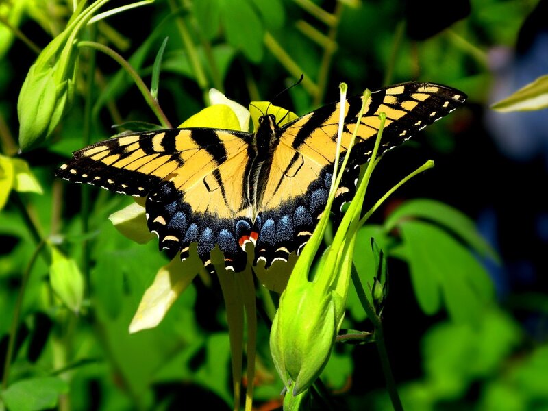 Yellow and black butterfly on flower