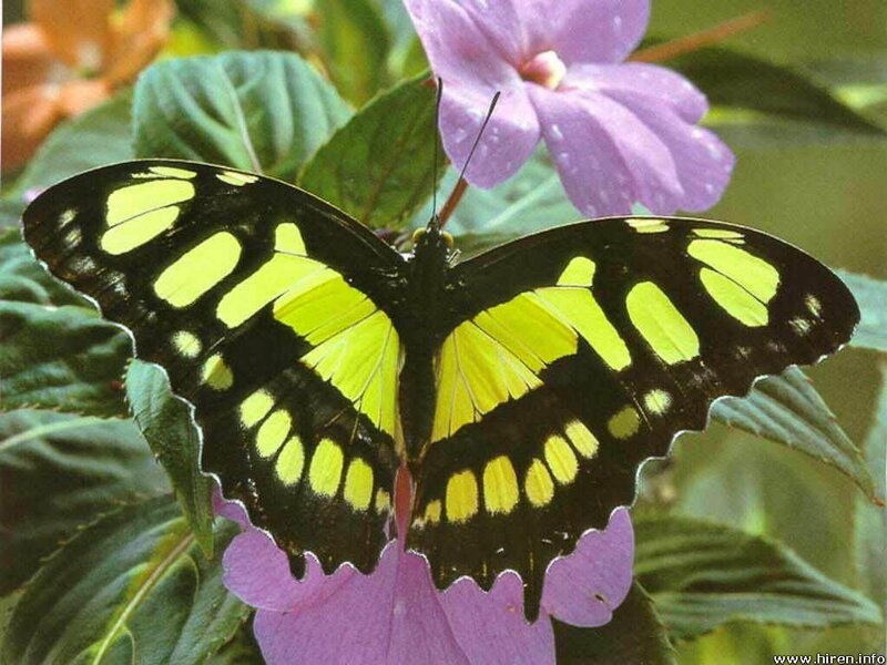 yellow and black butterfly on flower