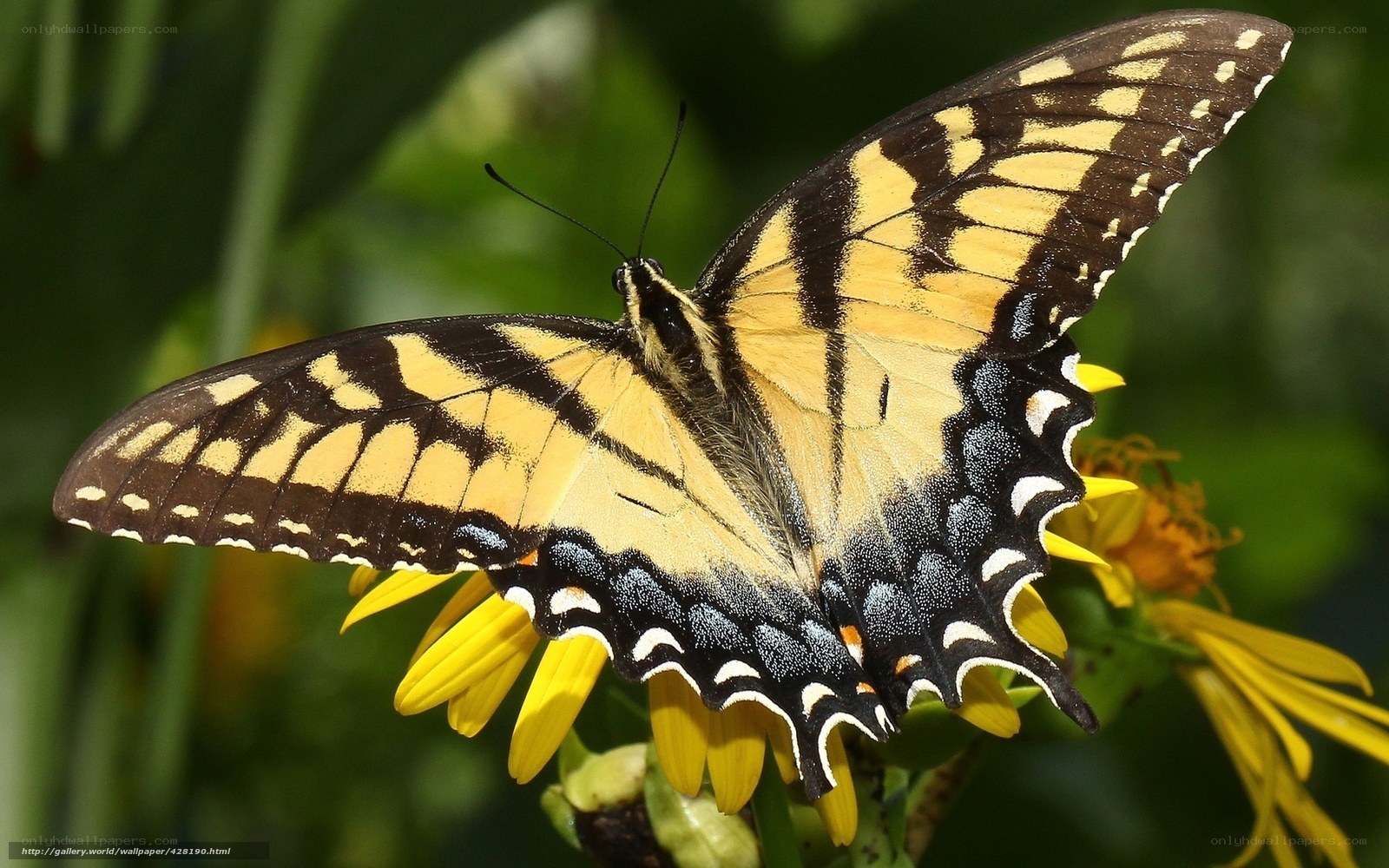 yellow and black butterfly on flower