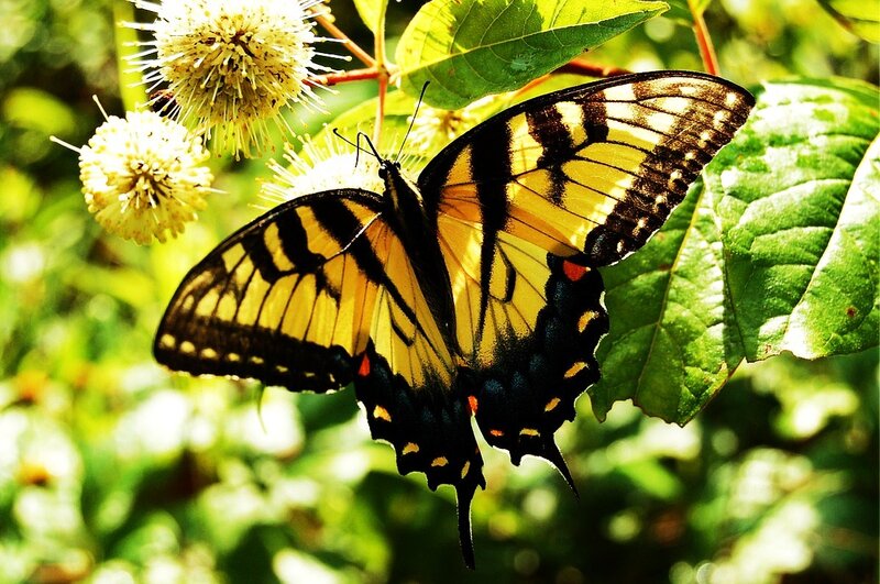 Yellow and black butterfly on flowers