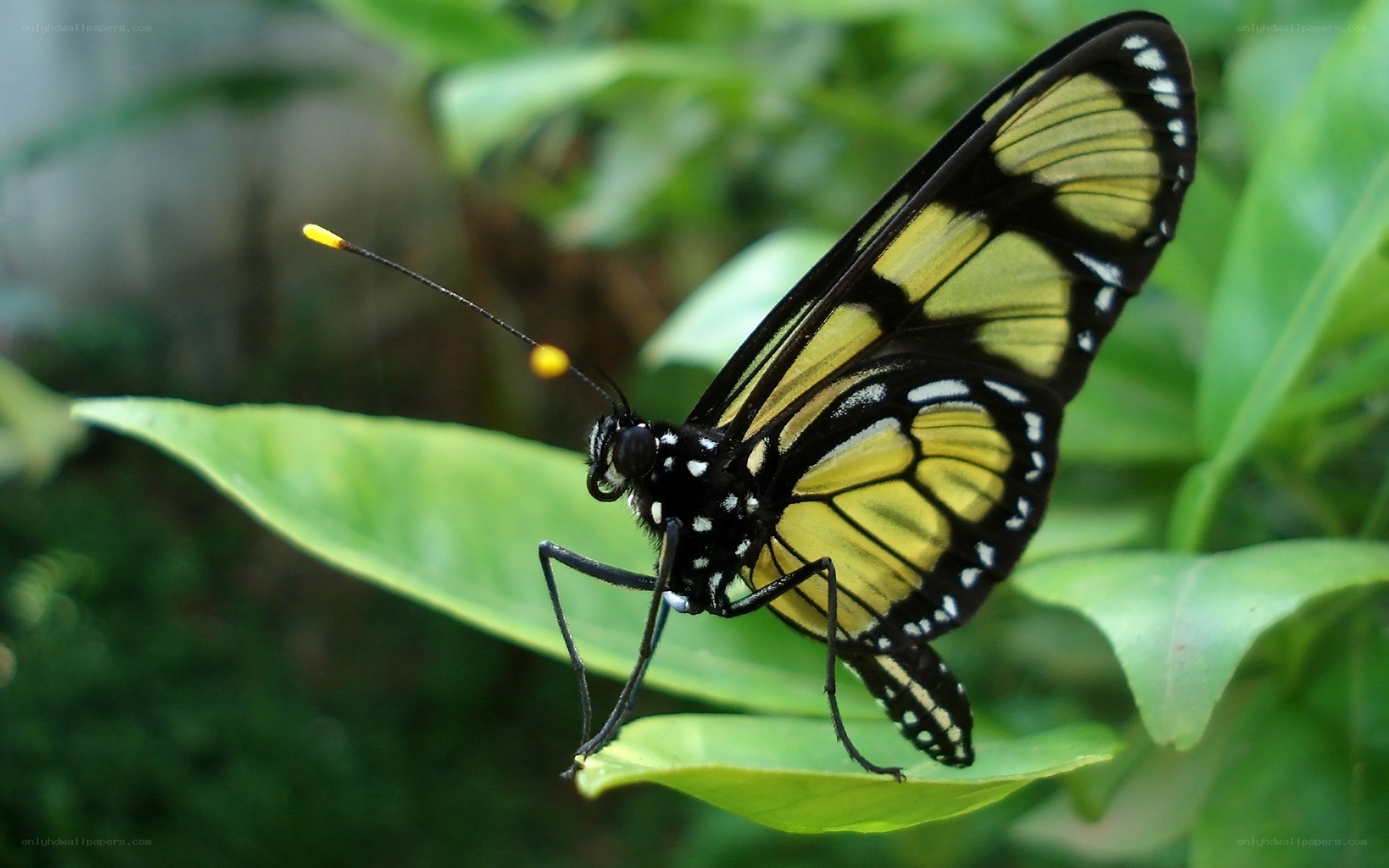 yellow and black butterfly on leaf