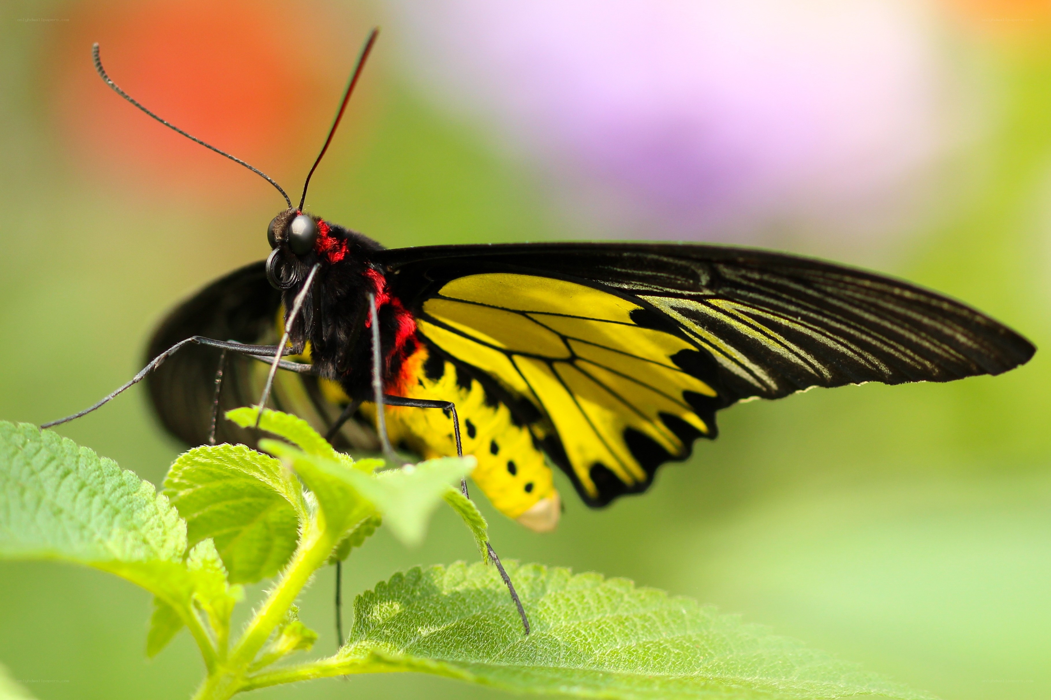 yellow and black butterfly on leaf