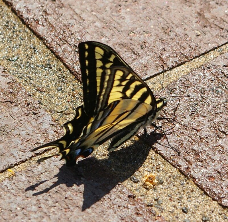 yellow and black butterfly on pavement