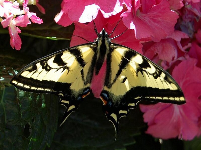 yellow and black butterfly on pink flower
