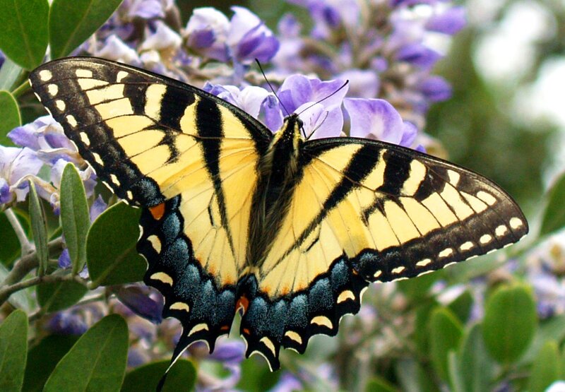 Yellow and black butterfly on purple flowers