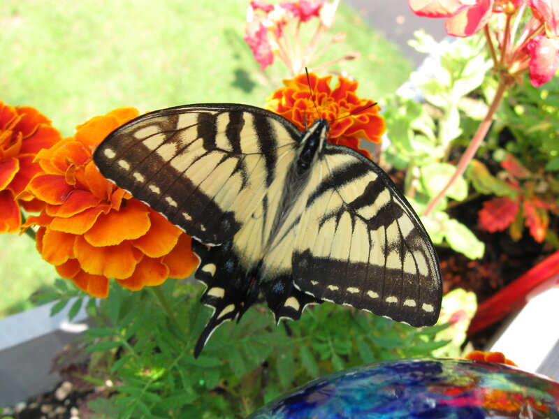 Yellow and Black Butterfly — Orange