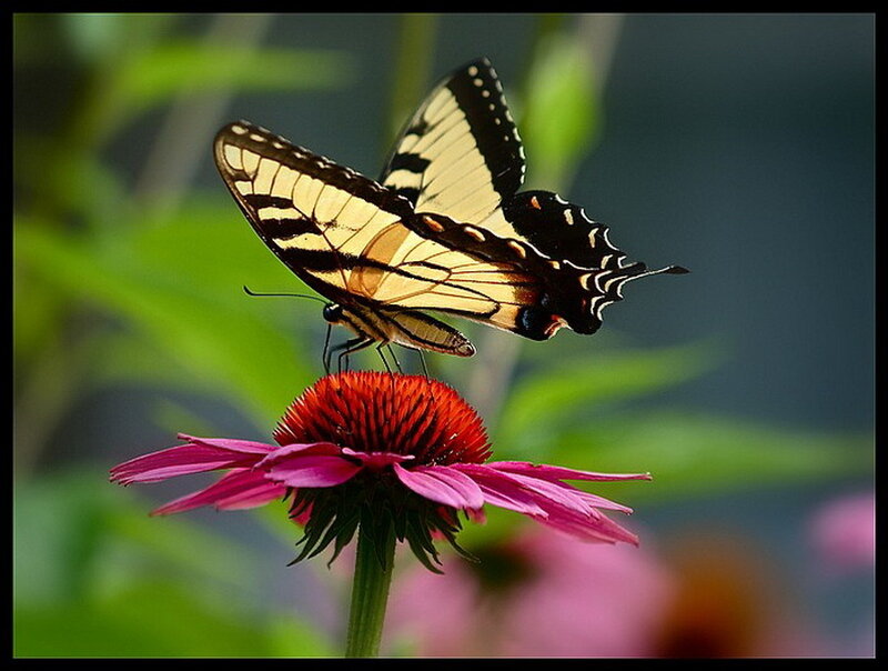 Yellow and Black Butterfly — Pink