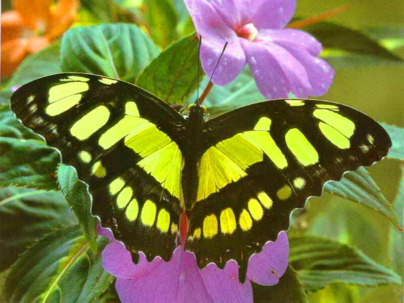 Yellow and Black Butterfly — Purple, Calm
