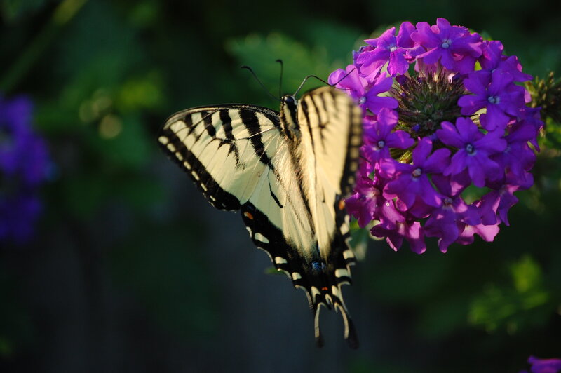 Yellow and Black Butterfly — Purple