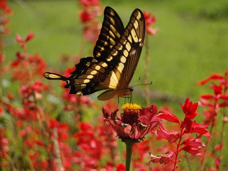Yellow and Black Butterfly — Red, Serene