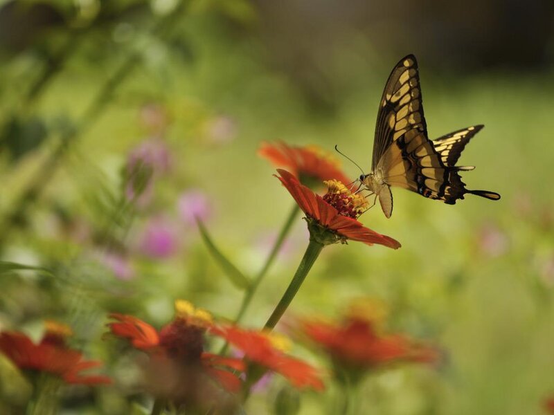 Yellow and Black Butterfly — Red
