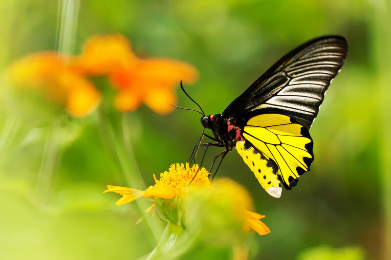 Yellow and Black Butterfly — Serene, Afternoon, Photograph, Flower