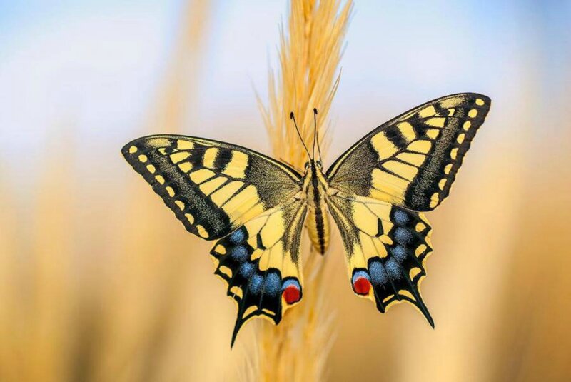 Yellow and Black Butterfly — Serene, Afternoon, Photograph, Grass