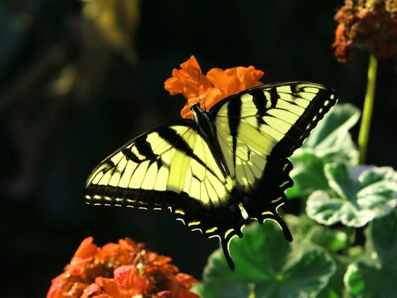 Yellow and Black Butterfly — Serene, Afternoon