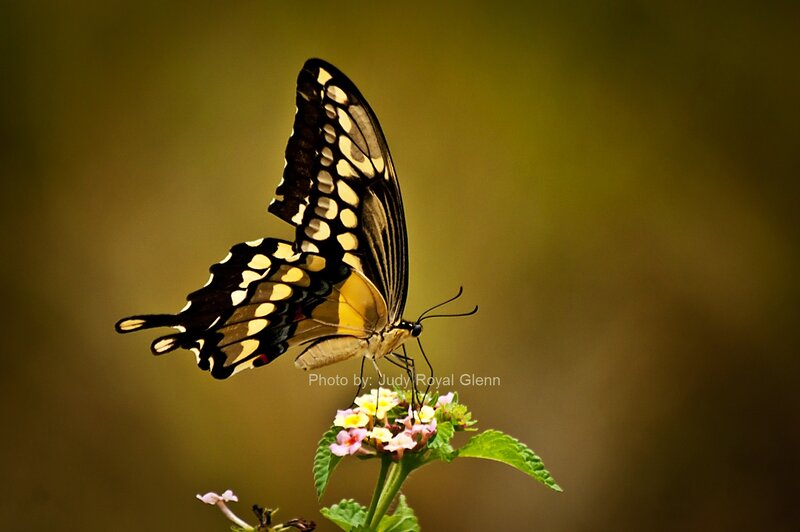 Yellow and Black Butterfly — Serene, Photograph