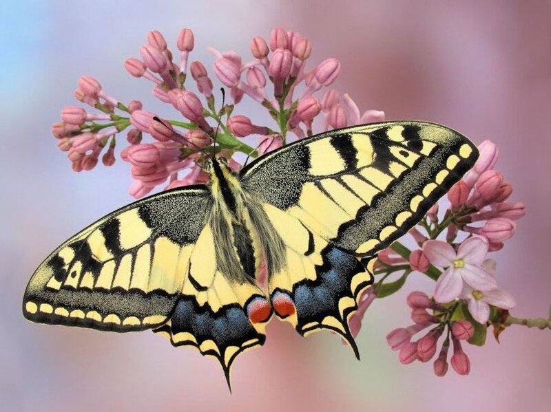 Yellow and Black Butterfly — Serene, Spring