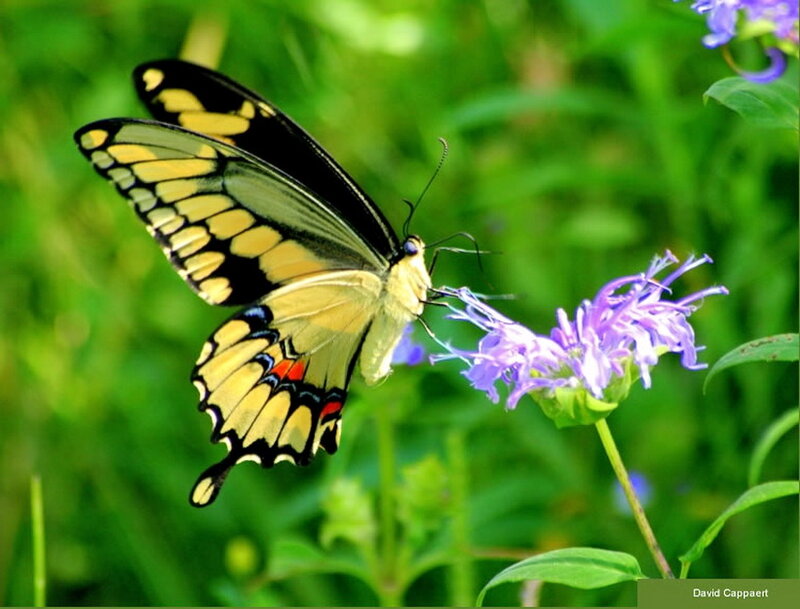 Yellow and Black Butterfly — Serene, Summer