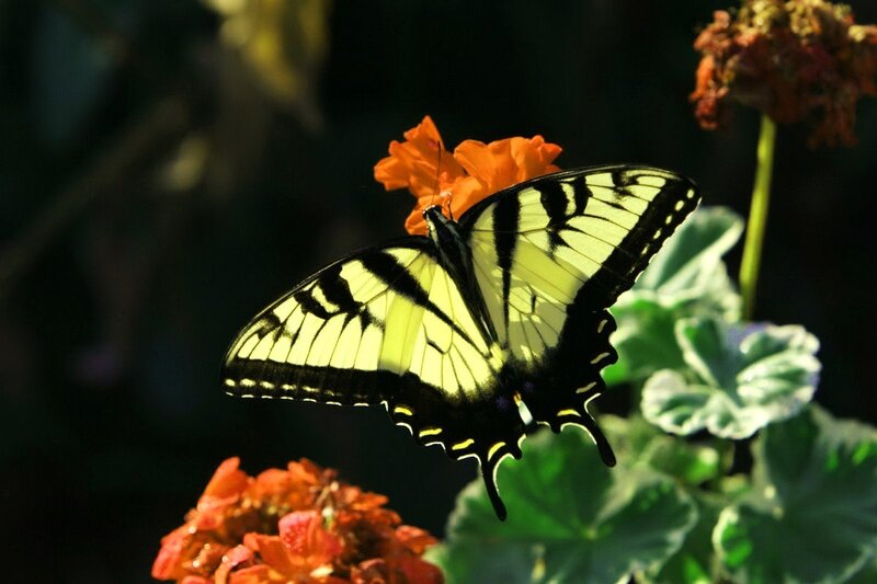 Yellow and Black Butterfly — Serene