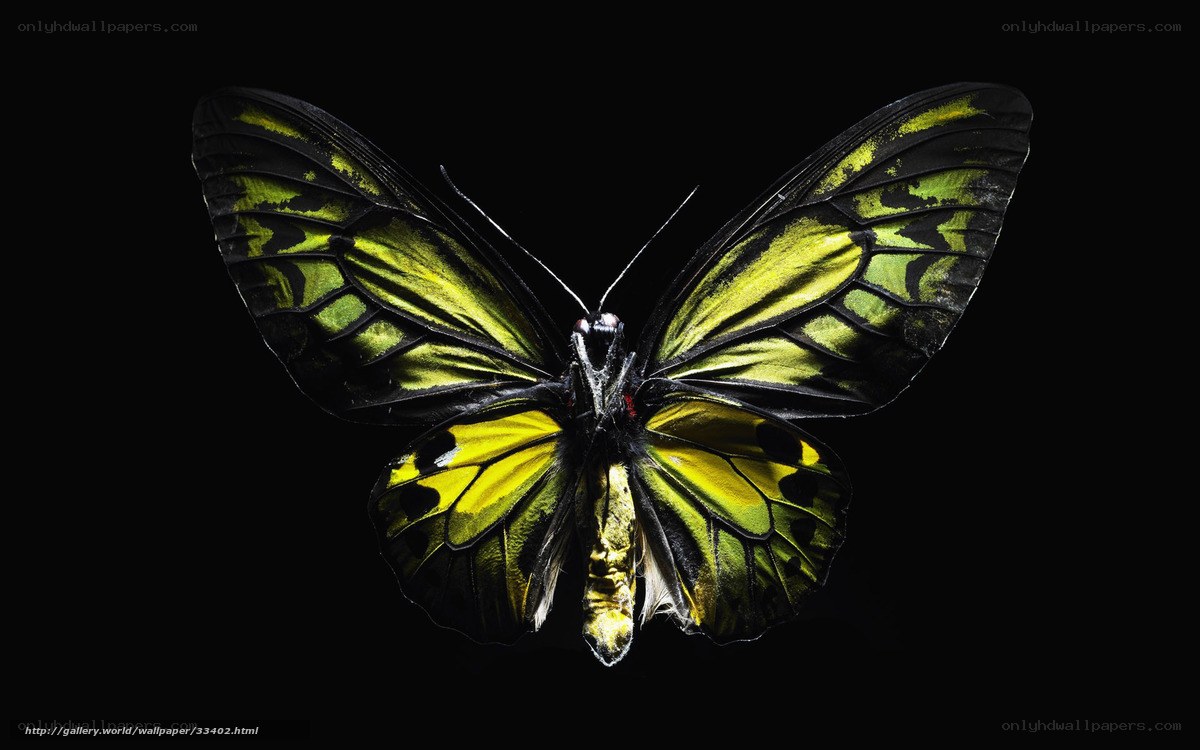 yellow and black butterfly