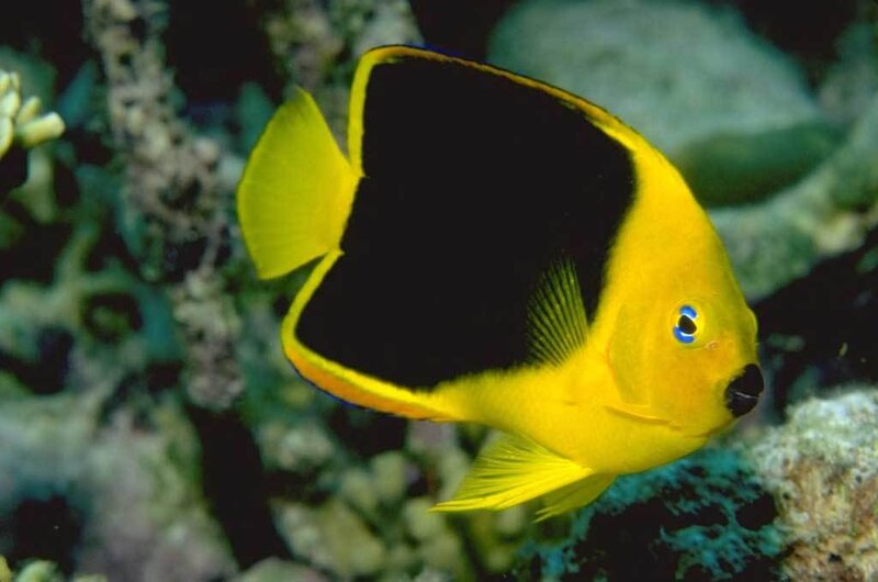 Yellow and Black Butterflyfish