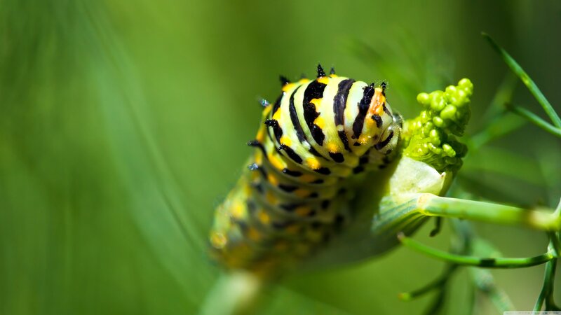 Yellow and Black Caterpillar — Green