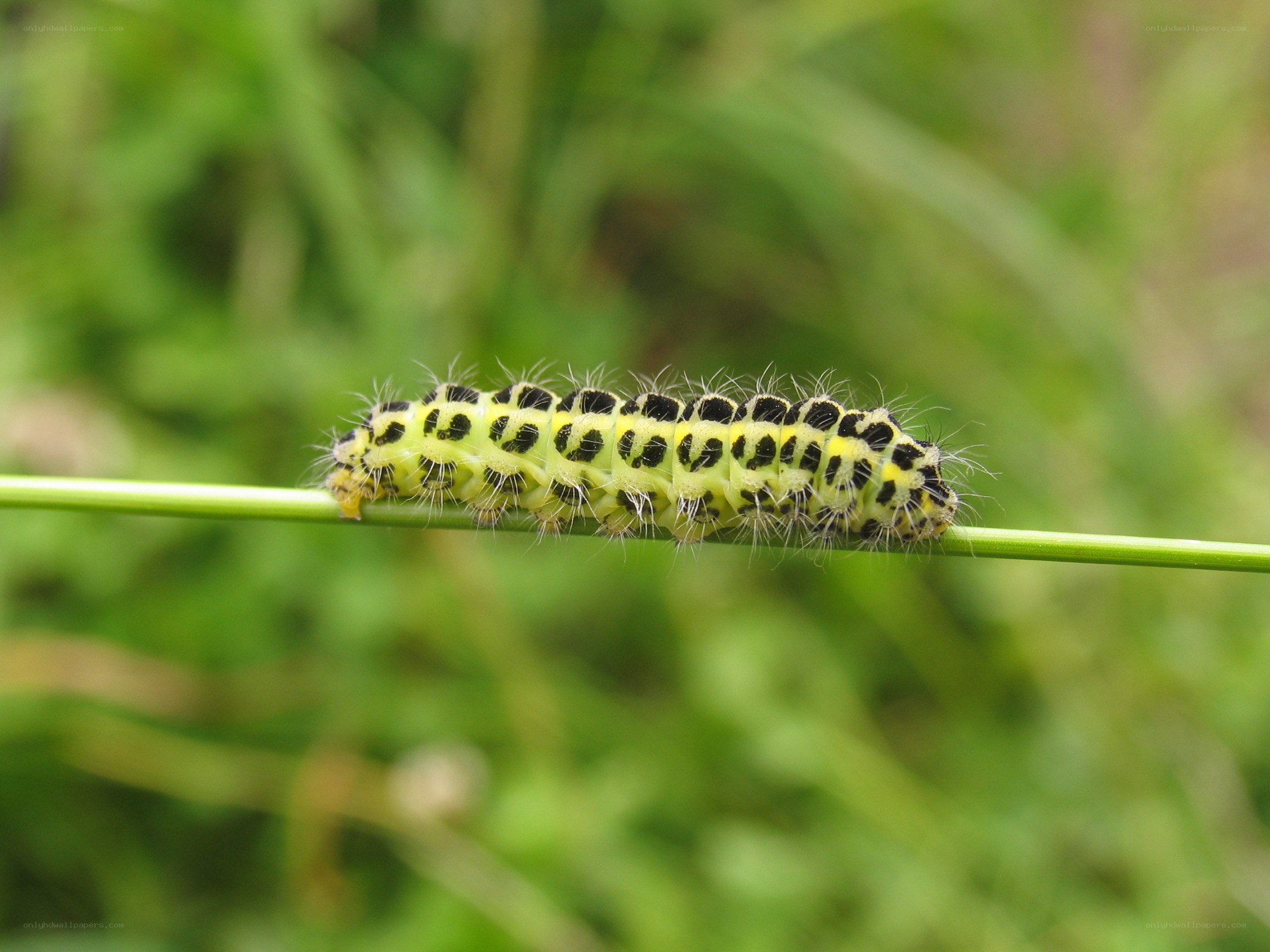 yellow and black caterpillar